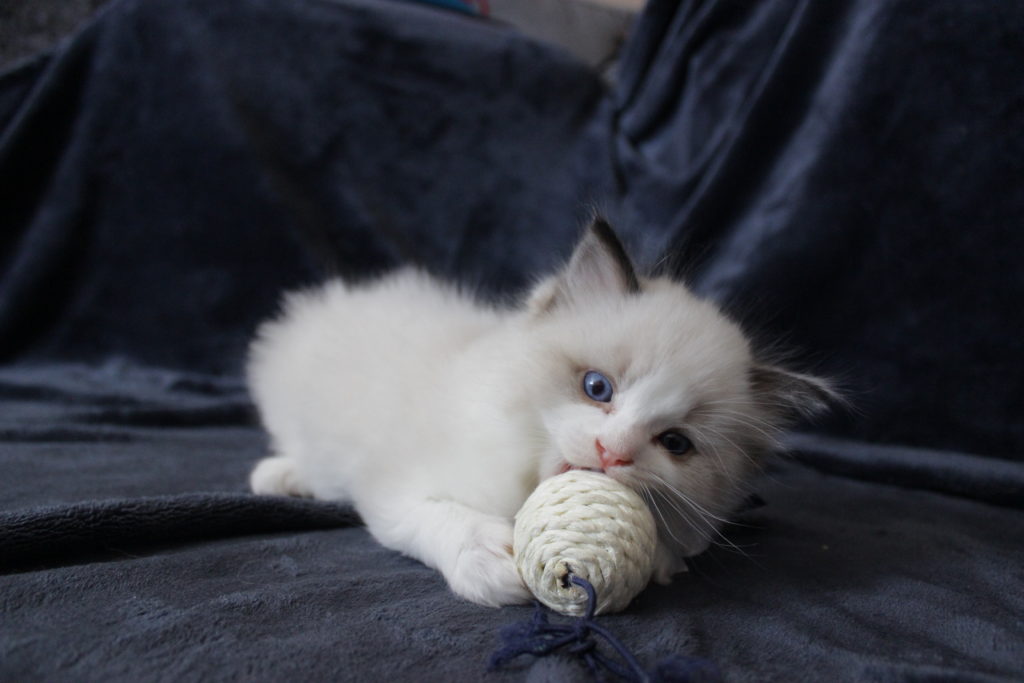 Ragdoll kitten, 5 weeks