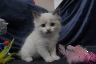 Ragdoll kitten, 5 weeks