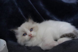 Ragdoll kitten, 5 weeks