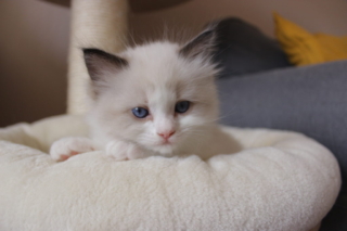 Ragdoll kitten, 5 weeks