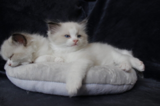 Ragdoll kitten, 5 weeks