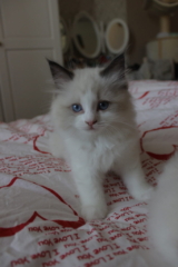 Ragdoll kitten, 8 weeks old