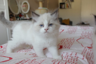 Ragdoll kitten, 8 weeks old