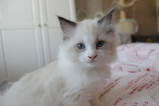 Ragdoll kitten, 8 weeks old