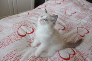 Ragdoll kitten, 8 weeks old