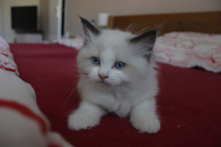 Ragdoll kitten, 8 weeks old