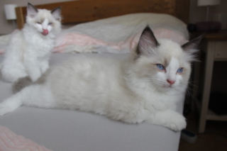 Ragdoll kitten, 10 weeks old