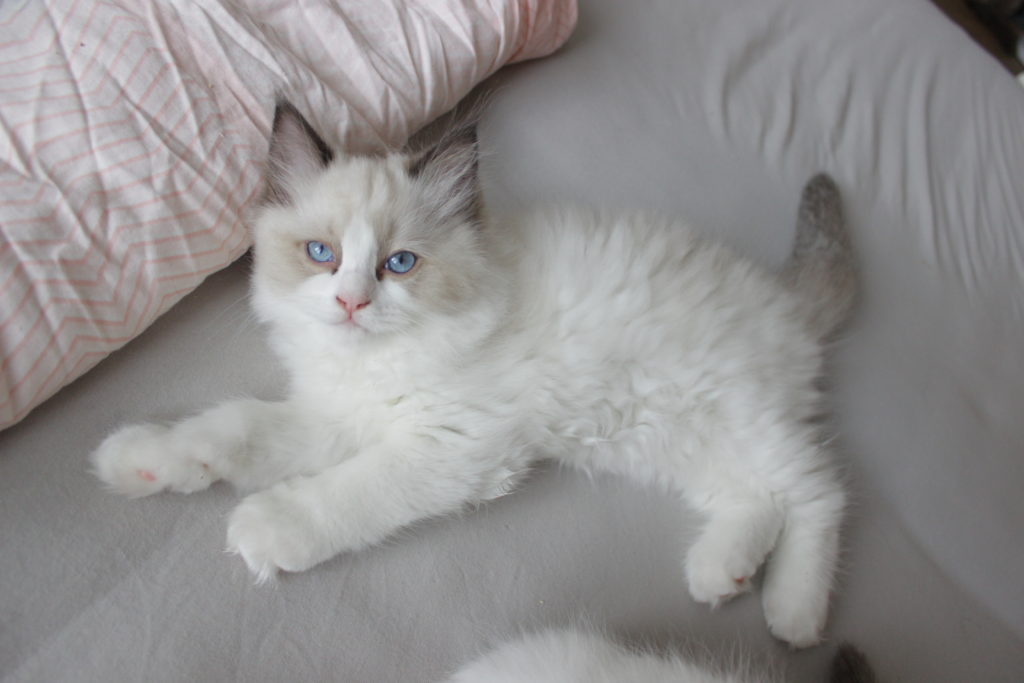 Ragdoll kitten, 10 weeks old