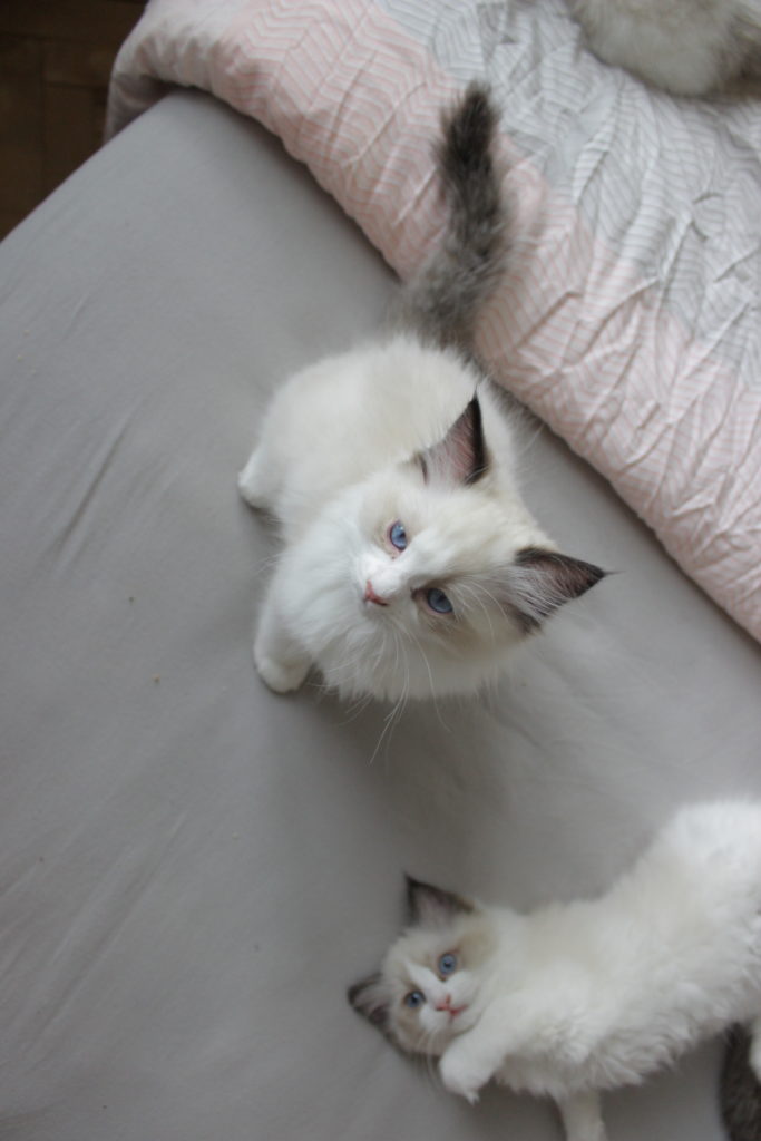 Ragdoll kitten, 10 weeks old