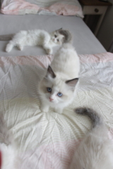 Ragdoll kitten, 10 weeks old