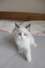 Ragdoll kitten, 10 weeks old