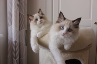 Ragdoll kittens, 14 weeks old