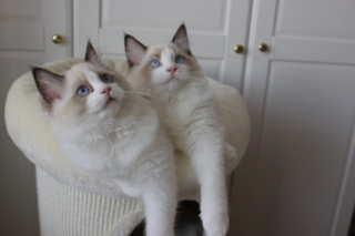 Ragdoll kittens, 14 weeks old