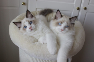 Ragdoll kittens, 14 weeks old