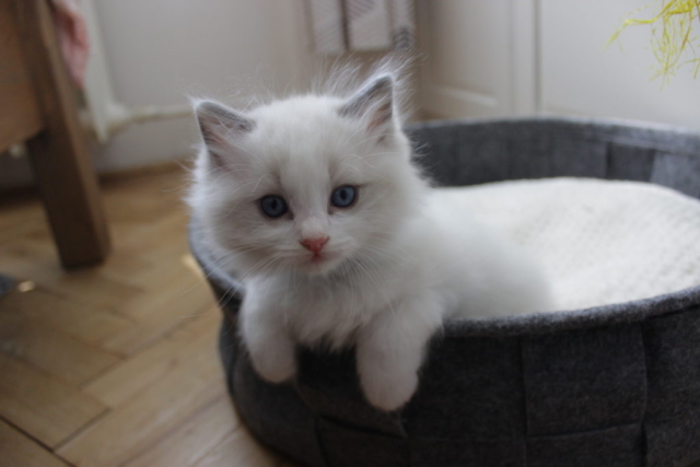 Ragdoll kitten, 6 weeks old