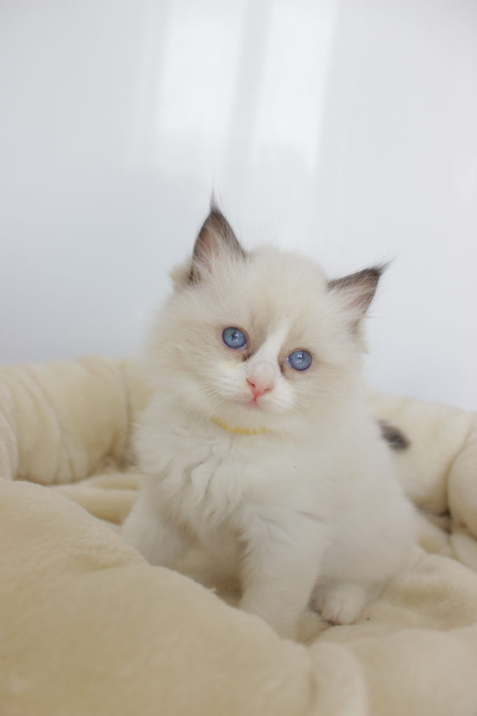 Ragdoll kitten, 6 weeks old