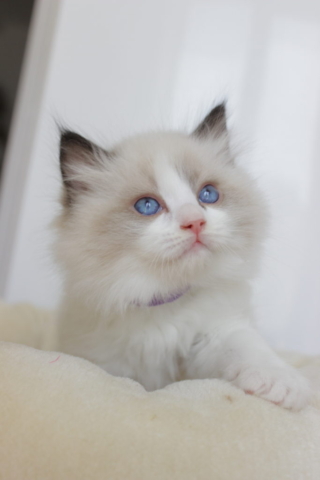 Ragdoll kitten, 6 weeks old