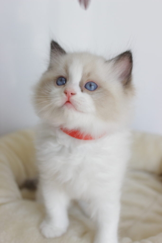 Ragdoll kitten, 6 weeks old