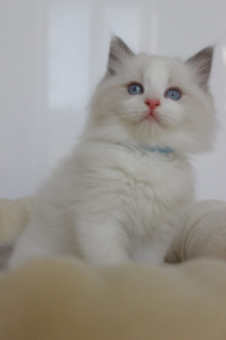 Ragdoll kitten, 7 weeks old