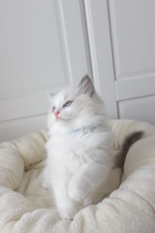 Ragdoll kitten, 8 weeks old