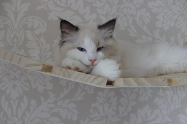 Ragdoll kitten, 10 weeks old