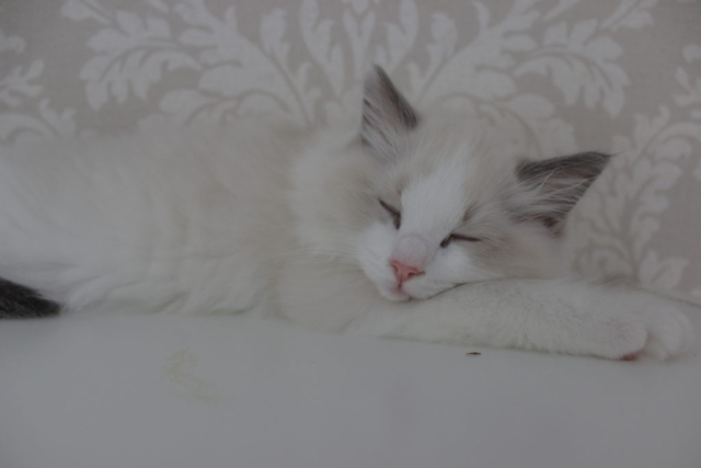 Ragdoll kitten, 10 weeks old