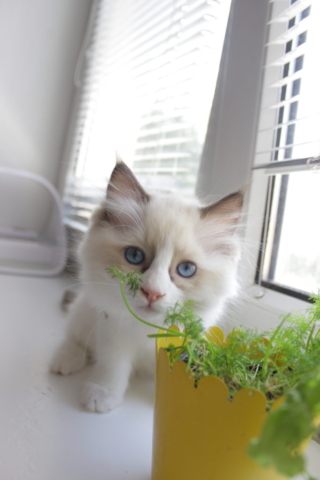 Ragdoll kitten, 10 weeks old