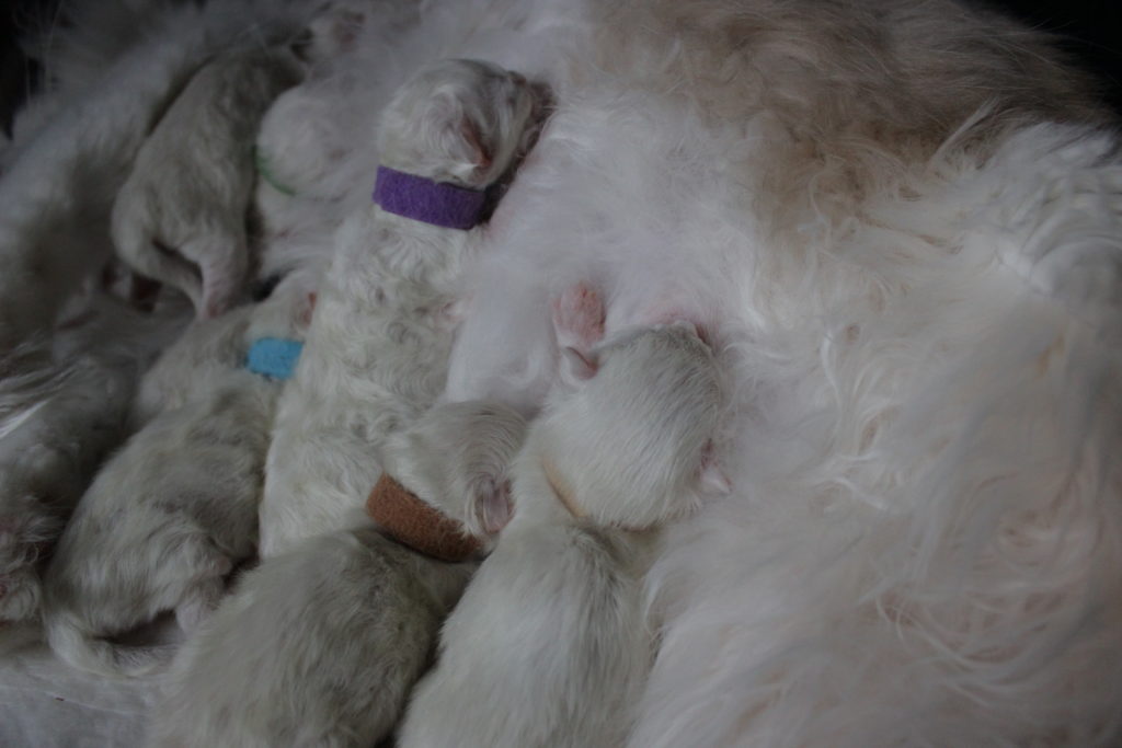 2 days old Ragdoll kittens suckling